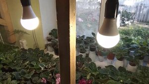 Эффективные и не дорогие лампы для цветов Бюджетная досветка на комнатные цветы