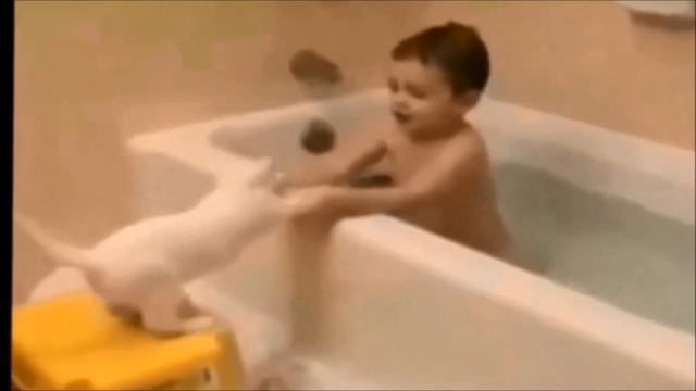 Изучаем породы кошек. Названия пород кошек. Развивающее видео для малышей