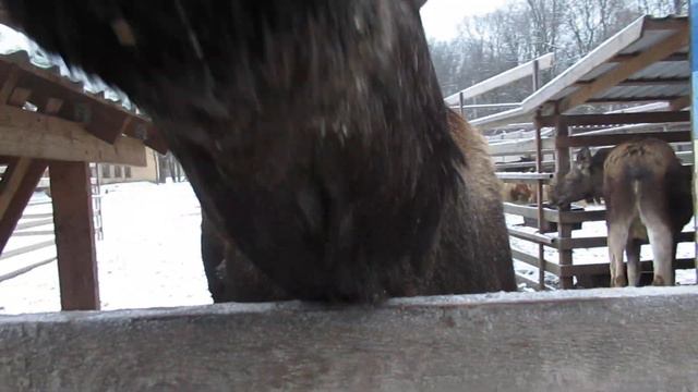 Мягкие носы смотреть онлайн