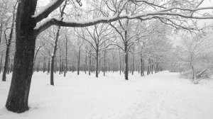 Relaxing winter forest for calmness