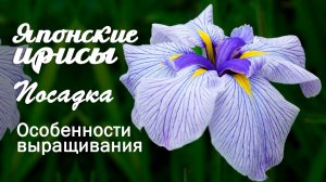 Ирисы японские. Посадка