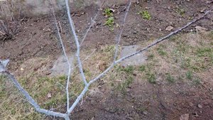 Весенняя обрезка двухлетнего сажеца абрикоса после летней обрезки.