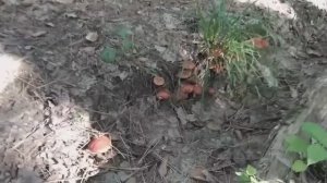 МАСЛЁНОК ЗЕРНИСТЫЙ!!! Грибная азбука.