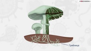 04. Бактерии. Простейшие. Грибы и лишайники