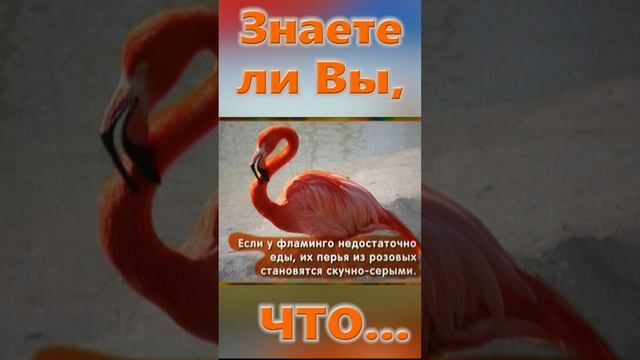 Знаете ли Вы, Что? Фламинго