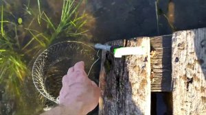 Перемышль озеро Бездонное,ловля крася!