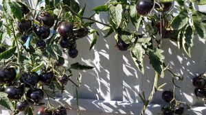 Сорт томата Земба 10,09,23