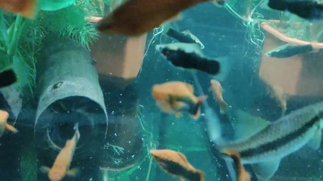 обзор моих аквариумов смотреть онлайн