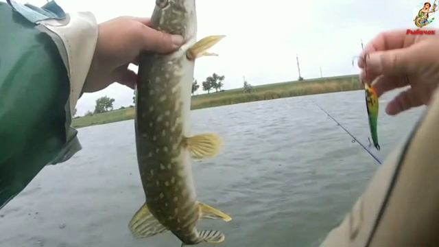 Где ловить щуку в Ноябре. Щука поздней осенью. смотреть онлайн