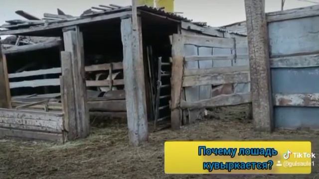 Почему лошадь кувыркается? смотреть онлайн