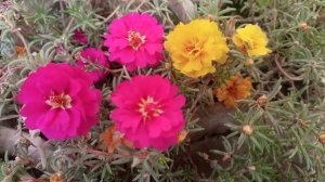 All about Portulaca plant