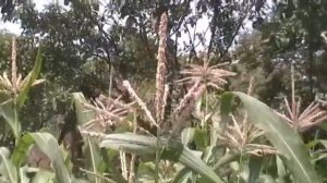 Цветы кукурузы