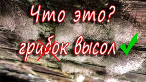 Грибок или высолы на кирпичной кладке подвала?