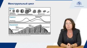 Менструальный цикл и репродуктивная функция (часть 1)