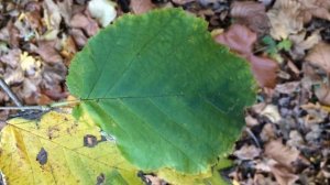 Common Hazel (Corylus avellana) - leaves close up - December 2017