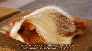 Перуанская морская свинка