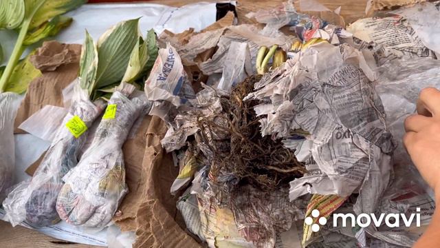 Распаковка посылки с хостами. смотреть онлайн