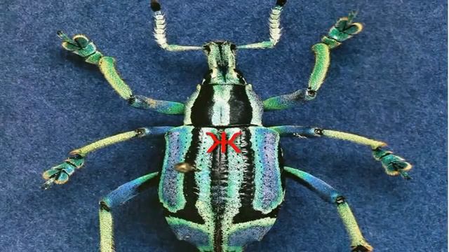 Алфавит для малышей Буква Ж смотреть онлайн