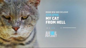 Animal Planet HD UK - Continuity 1st April 2014