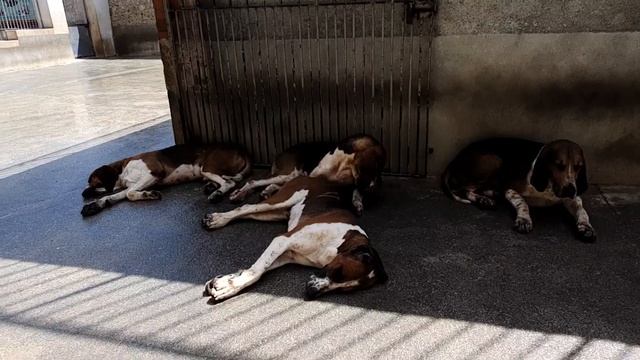 Охотничьи собаки породы ШЕВЕРНИ (Франция) Hunting dogs breed Cheverny (France). смотреть онлайн