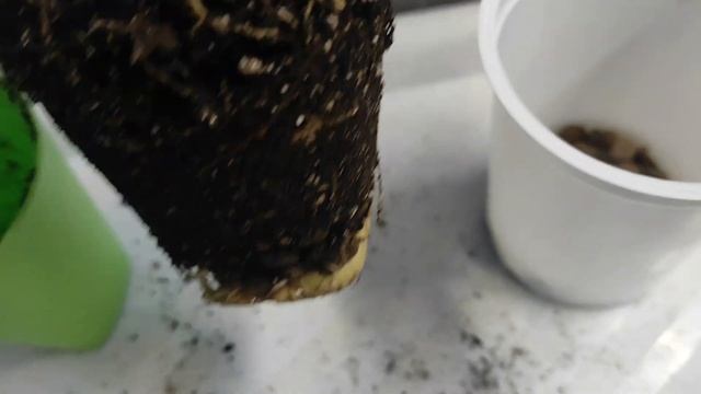 ?ПЕРЕСАДКА АДЕНИУМОВ? Чиполлино и другие ? #адениум #bonsai #adenium смотреть онлайн