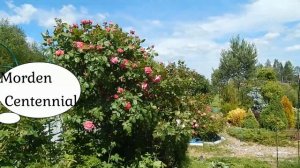 ЛУЧШАЯ ИЗ КАНАДСКИХ РОЗ.Morden Centennial.