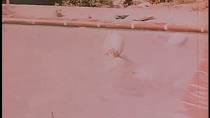 Animals- Alex G