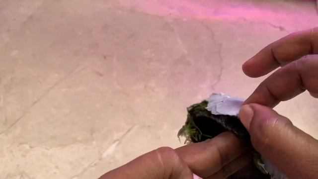 Unboxing Java Moss Coconut Cave - BunnyCart смотреть онлайн