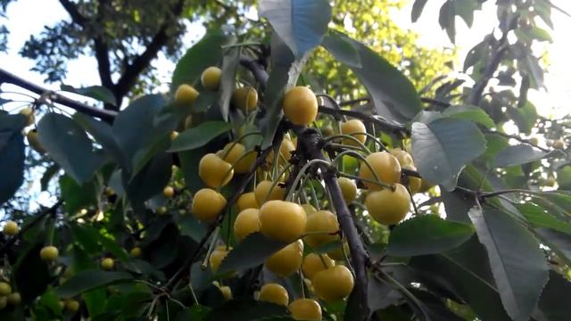 Черешня сорт Приусадебная желтая. г Чернигов.