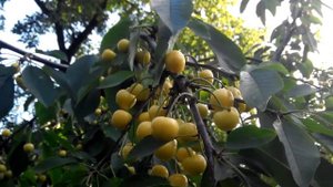 Черешня сорт Приусадебная желтая. г Чернигов.