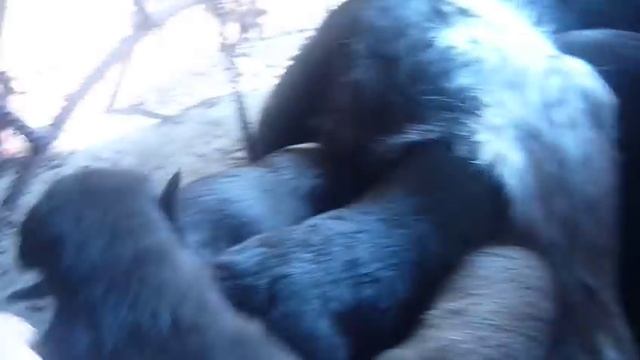 Серая шейка...2...15.04.2012 смотреть онлайн