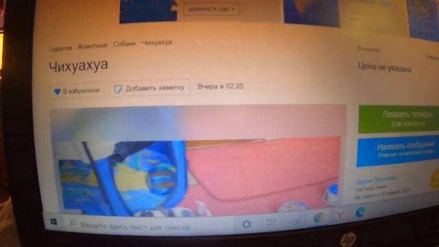 РАЗВОД НА АВИТО / ОБМАН ПРИ ПРОДАЖЕ ЩЕНКОВ (МОШЕННИКИ) / MAGIC PETS FAMILY ЧИХУА (БАНДИТ И БУБЛИК)