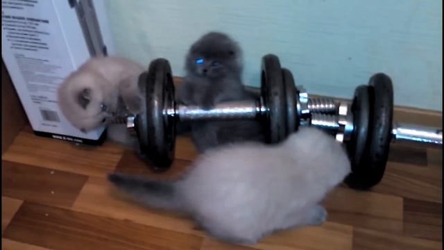 ШОТЛАНДСКИЕ КОТЯТА ИГРАЮТ | ВИСЛОУХИЕ КОТЯТА
