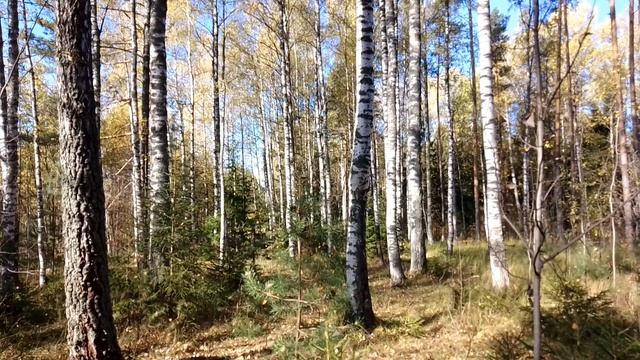 Лесач. Красивый лес. Обои лес. Черно белый лес. Лесач.