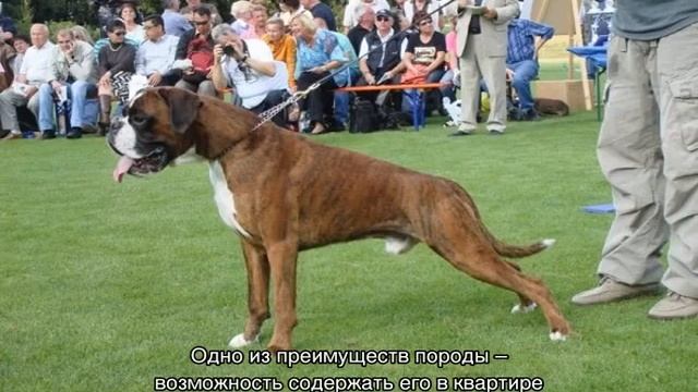 Боксер (собака): описание породы немецкого, американского и английского типа смотреть онлайн