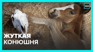 Хозяйку конюшни судят за жестокое обращение с животными — Москва 24