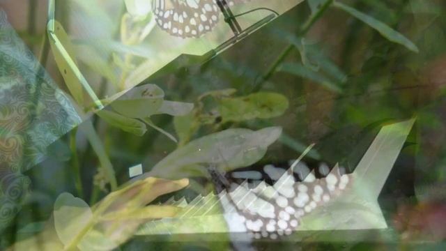 Бабочки _ (Butterflies) смотреть онлайн