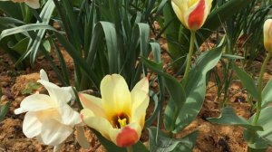 Цветение тюльпана Кауфмана "Johann Strauss" (Kaufmanniana tulips "Johann Strauss")