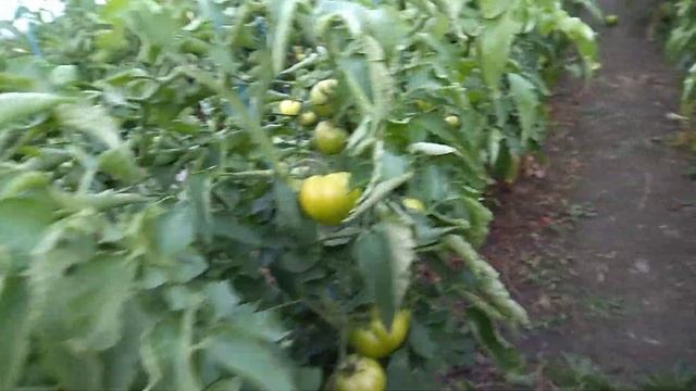 3 ДНЯ МОРОЗ, НО ТОМАТ ВЫСТОЯЛ/ОБЗОР ГИБРИДА МАЛЬВА1114 смотреть онлайн