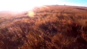 Охота на серую куропатку, утку осенью со спаниелем 2020, рецепт приготовления пернатой дичи