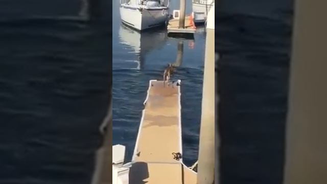 Dog scares seals on pier / Собака распугивает тюленей на пирсе