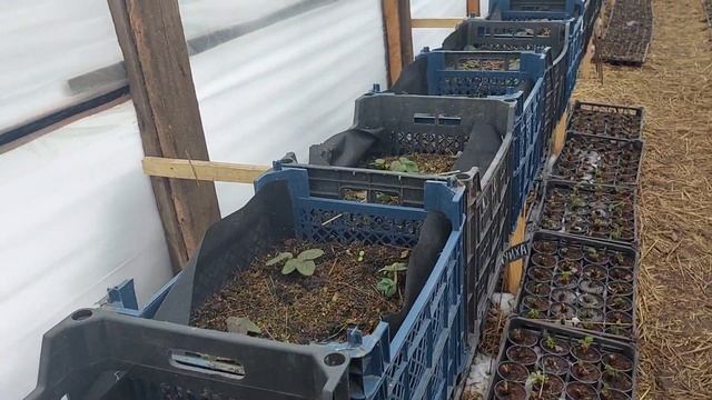 Клубника в ящиках. Перезимовала или нет? смотреть онлайн