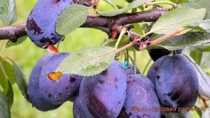Слива гибридный Синий дар (prunus domestica) ? Синий дар обзор: как сажать, саженцы сливы Синий дар