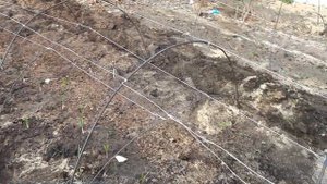 Как и для чего мы накрываем плёнкой ремонтантную малину