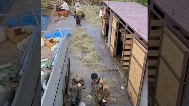Разгрузка пуховых коз в плейстоценовом парке. Часть 2.