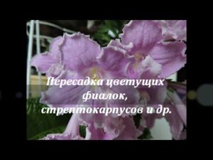 Пересадка цветущих фиалок, стрептокарпусов и др.
