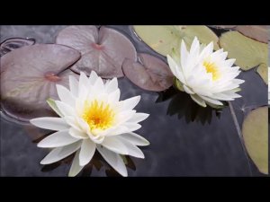 Нимфея Saraswathy / Sarasvati (Сарасвати) кувшинка, waterlily, водные растения, пруд