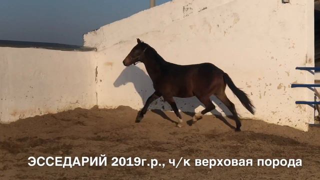ПРОДАН: ЭССЕДАРИЙ жеребчик 2019г.р. ч/к верховая порода Продажа лошадей. "Эквилайн"