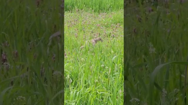 фазан #фазан #дикая_природа смотреть онлайн