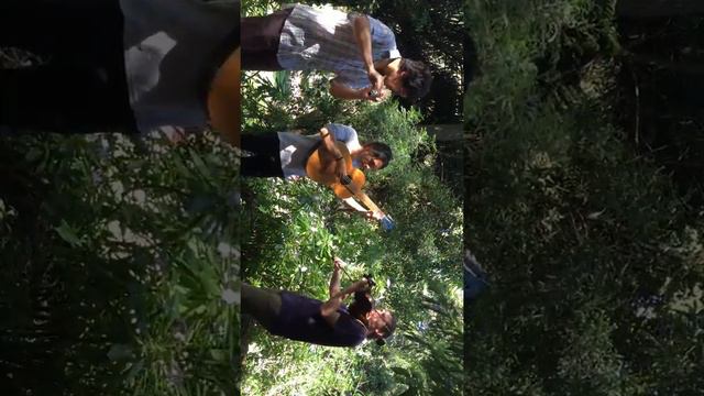 F. Schubert - Serenade смотреть онлайн